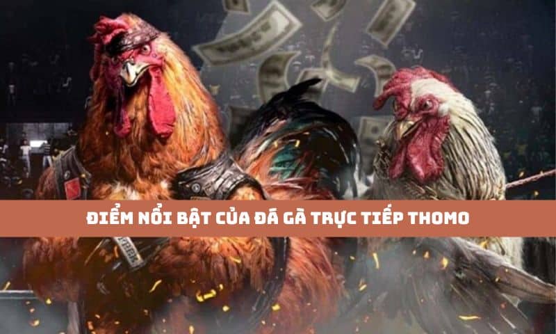Thế mạnh của Đá gà trực tiếp Thomo thu hút đông đảo cược thủ